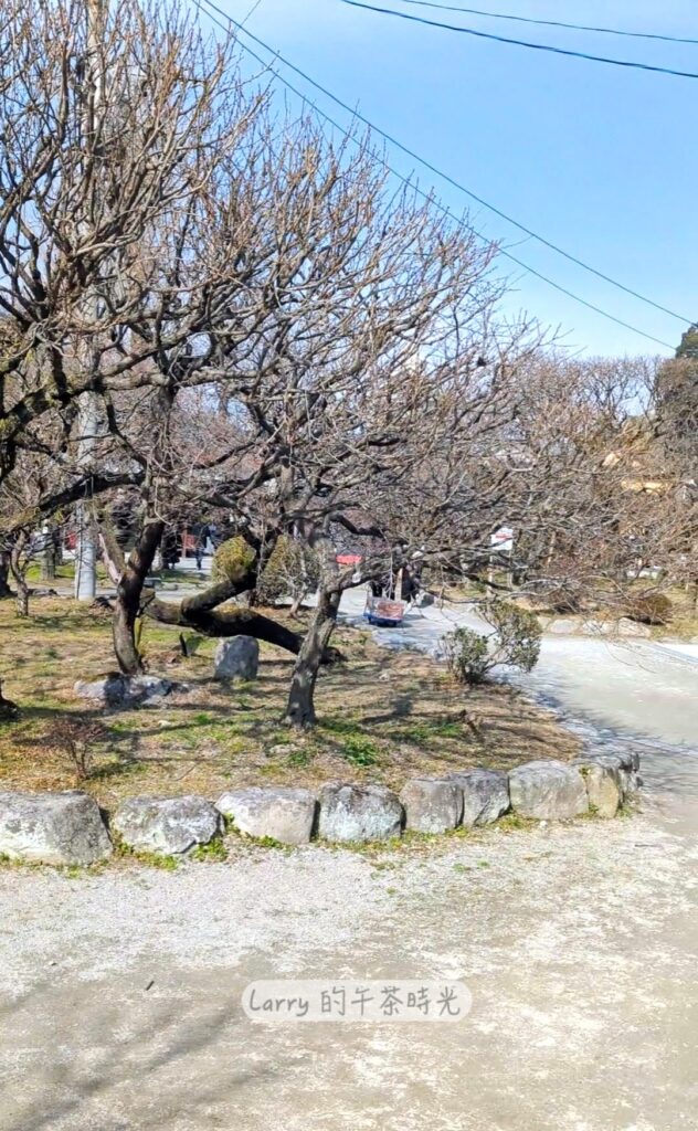 福岡, 太宰府, 天滿宮, 梅花林