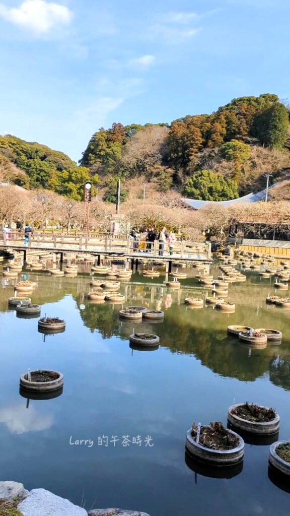 福岡, 太宰府, 天滿宮, 菖蒲池