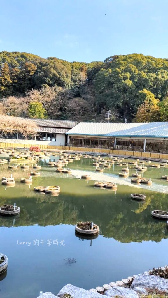福岡, 太宰府, 天滿宮, 菖蒲池