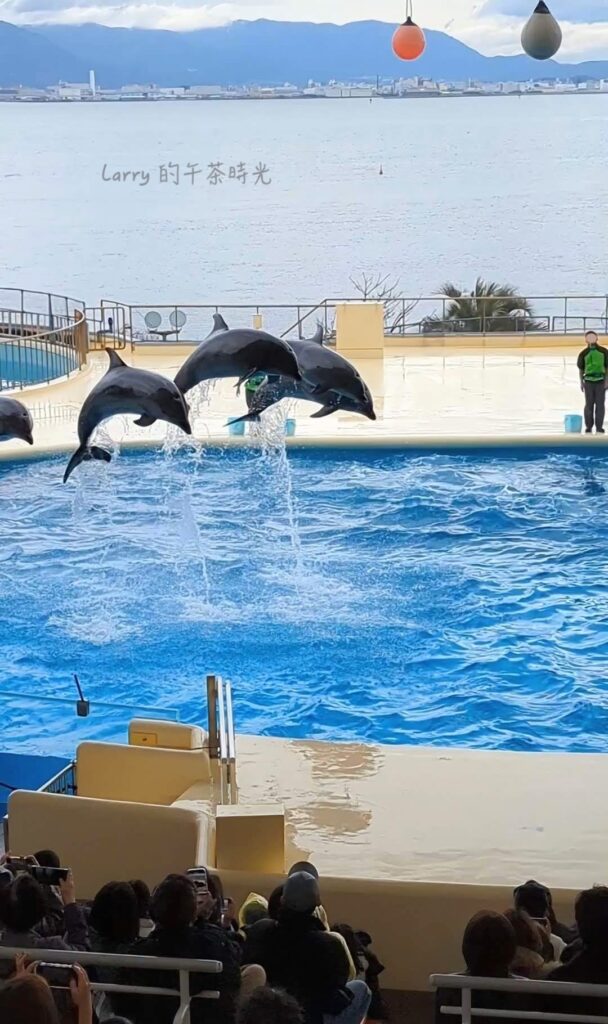 福岡 海洋世界海之中道的海豚表演池