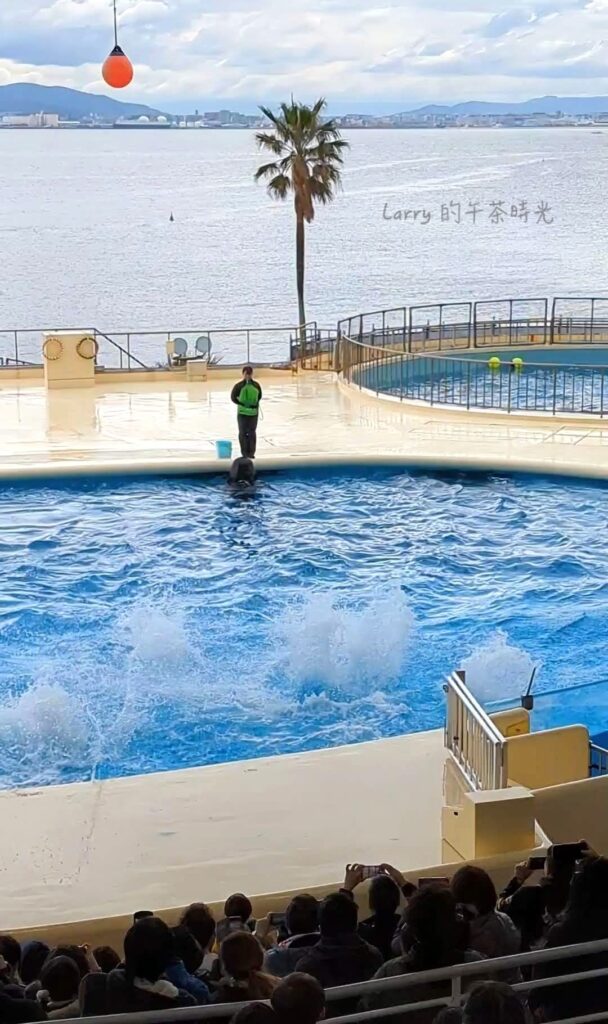 福岡 海洋世界海之中道的海豚表演池