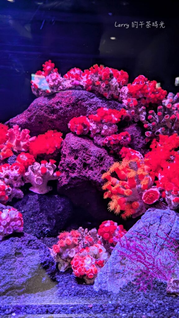 福岡 海洋世界的「九州近海」區域