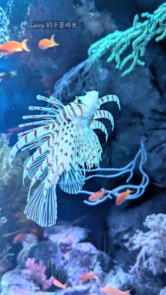 福岡 海洋世界的「九州近海」區域