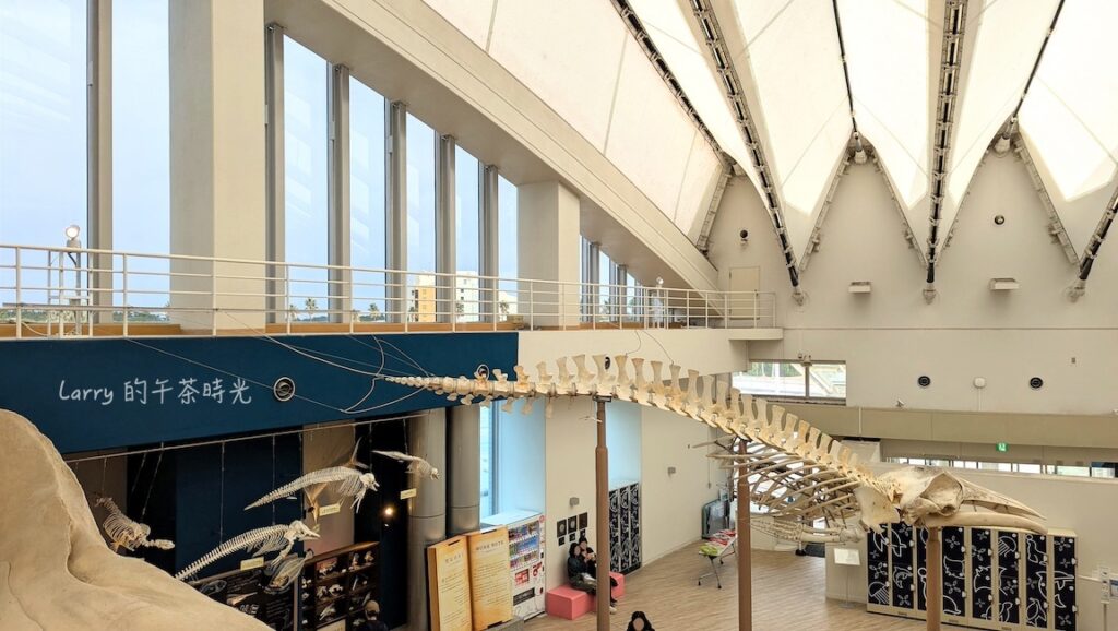 福岡 海洋世界2樓的巨口鯊骨骼化石