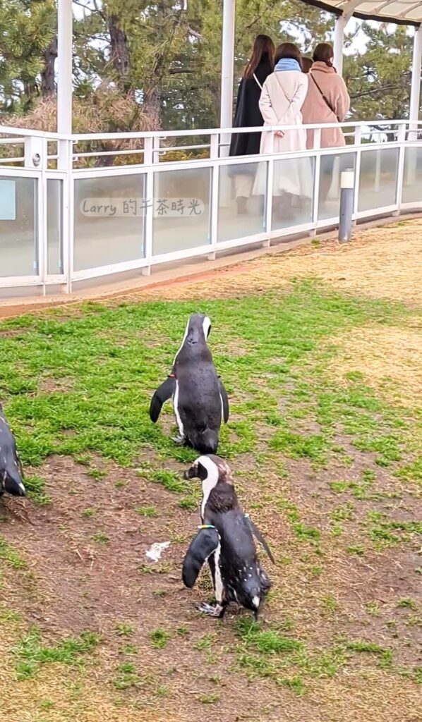 福岡 海洋世界「海獸島」區域的企鵝之丘