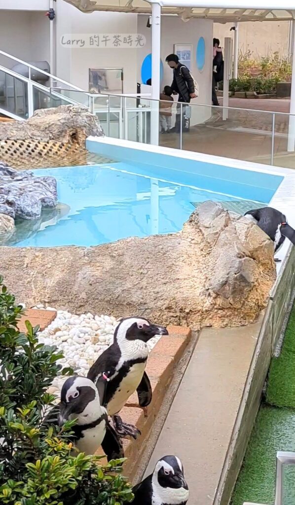福岡 海洋世界「海獸島」區域的企鵝之丘
