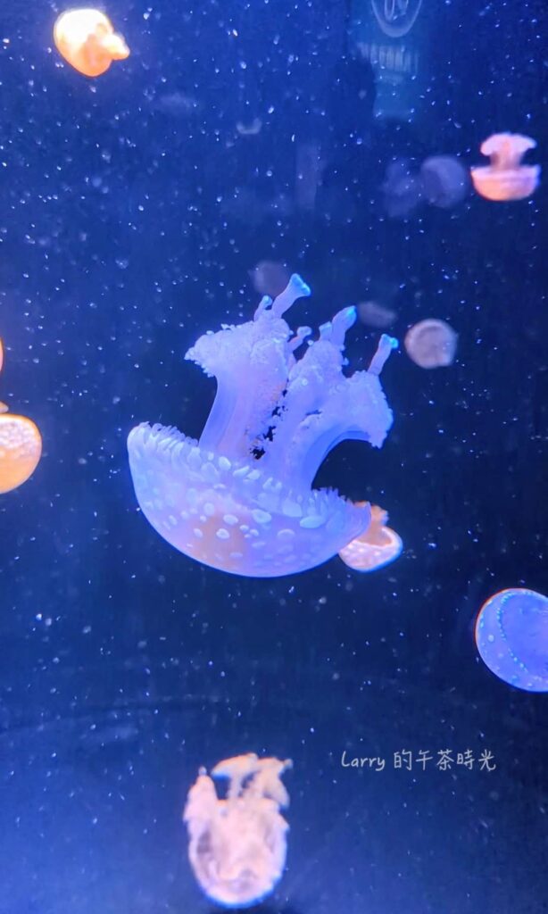 福岡 海洋世界的「九州水母」區域