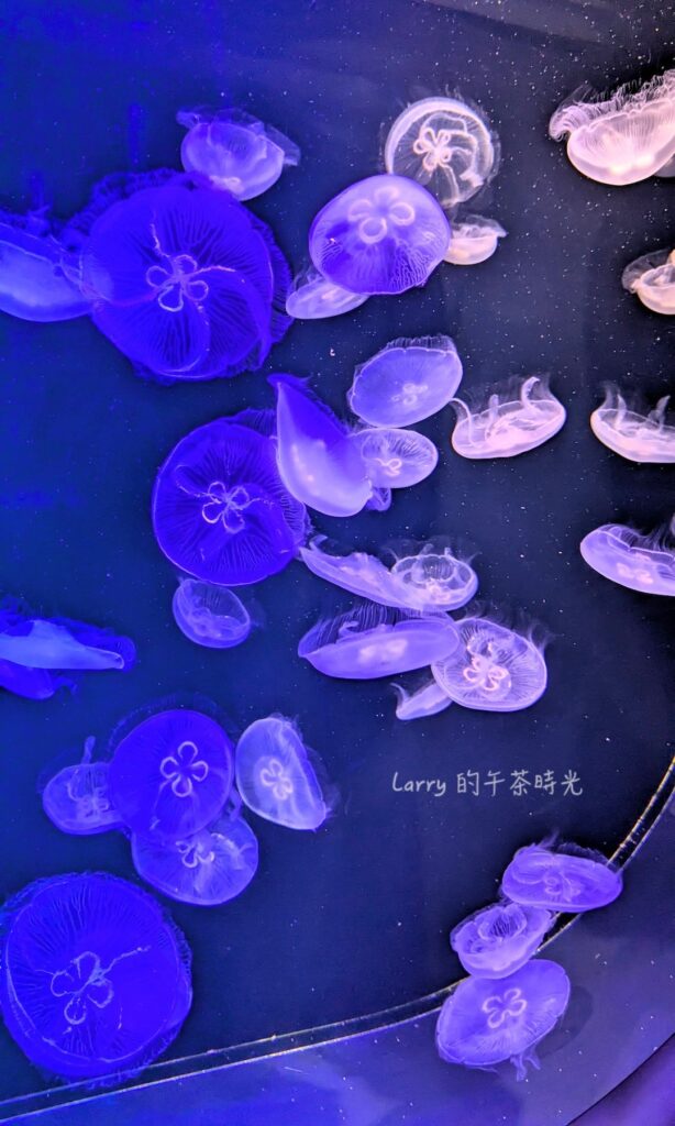 福岡 海洋世界的「九州水母」區域