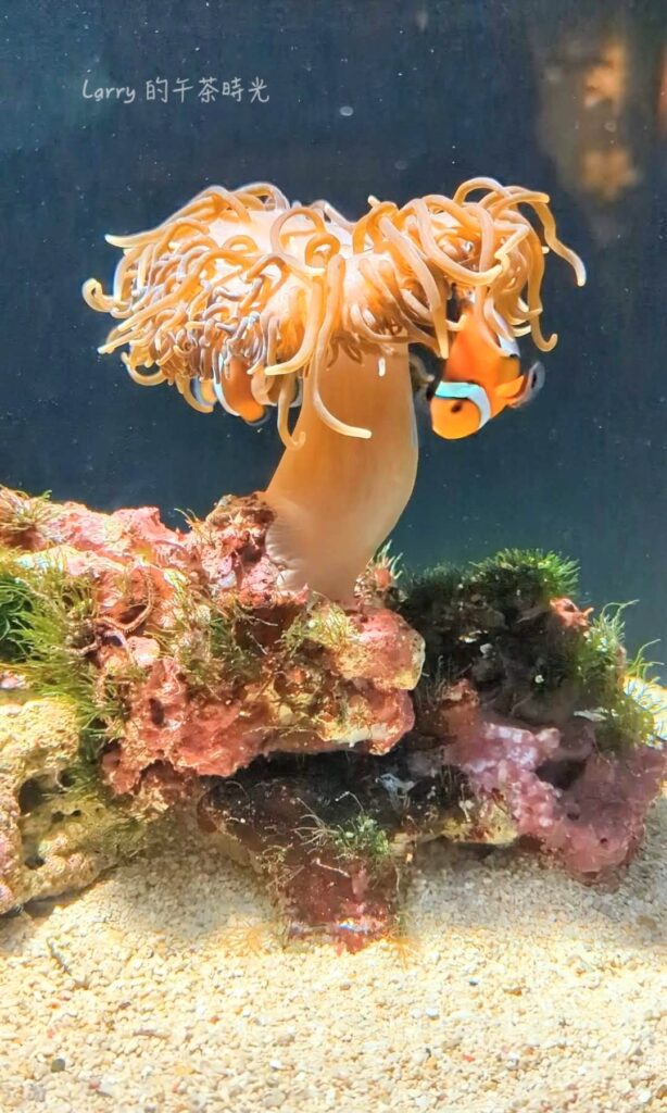 福岡 海洋世界的「奄美珊瑚礁」區域