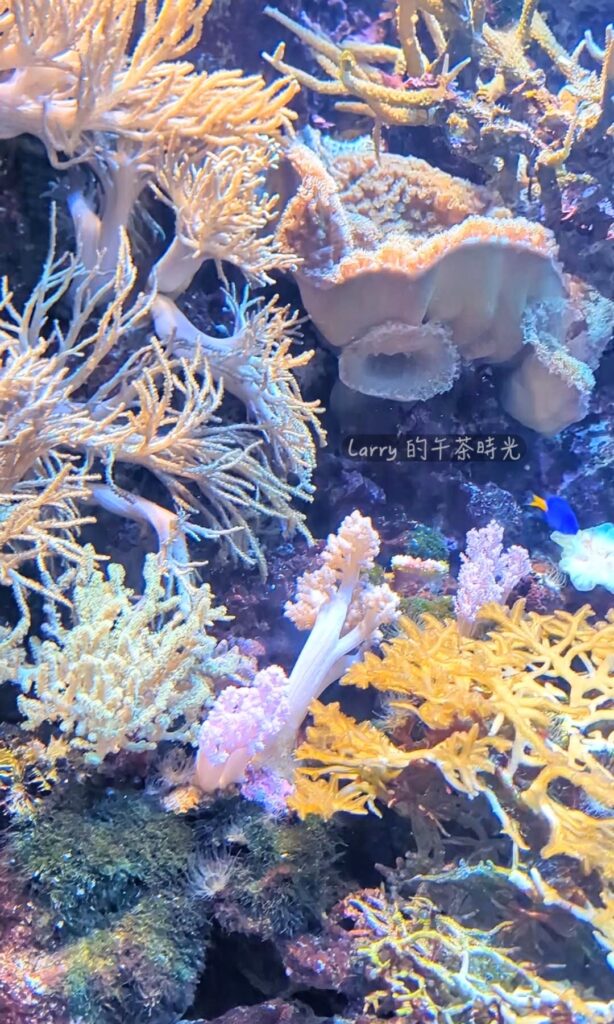 福岡 海洋世界的「奄美珊瑚礁」區域