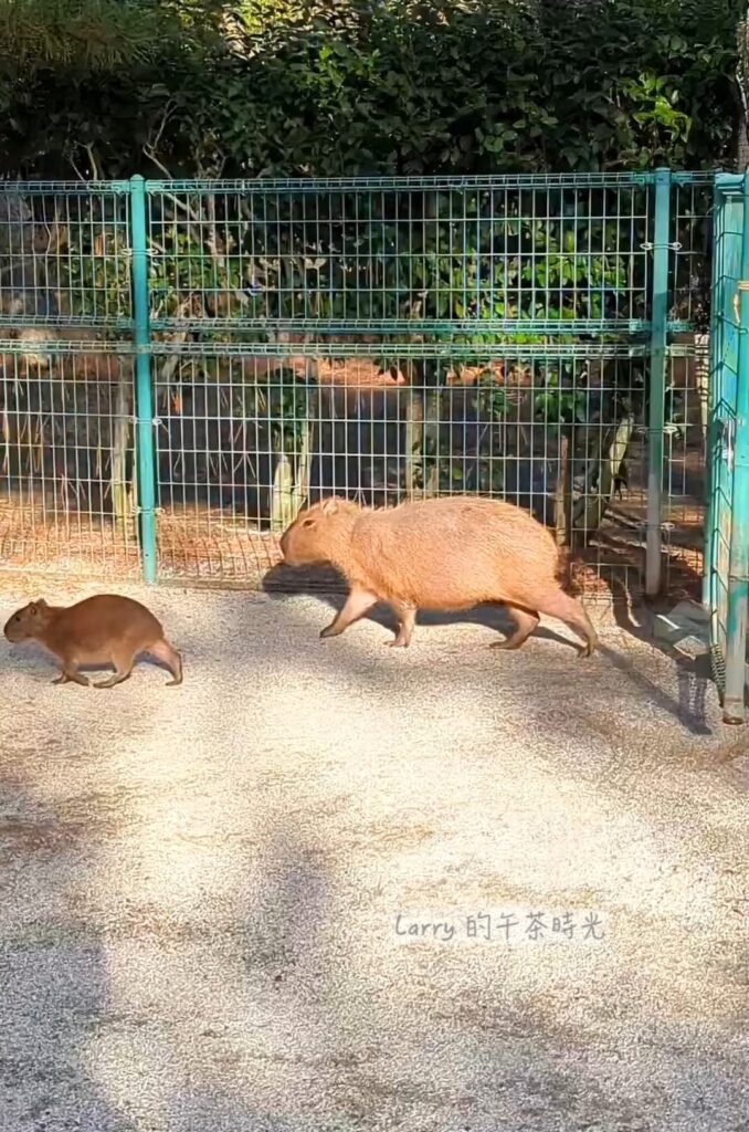 福岡海之中道海濱公園, 動物之森的水豚