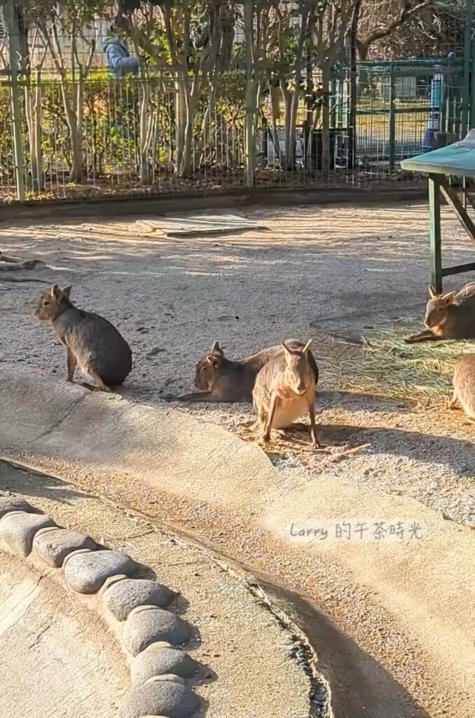 福岡海之中道海濱公園, 動物之森的兔豚鼠 (Mara)