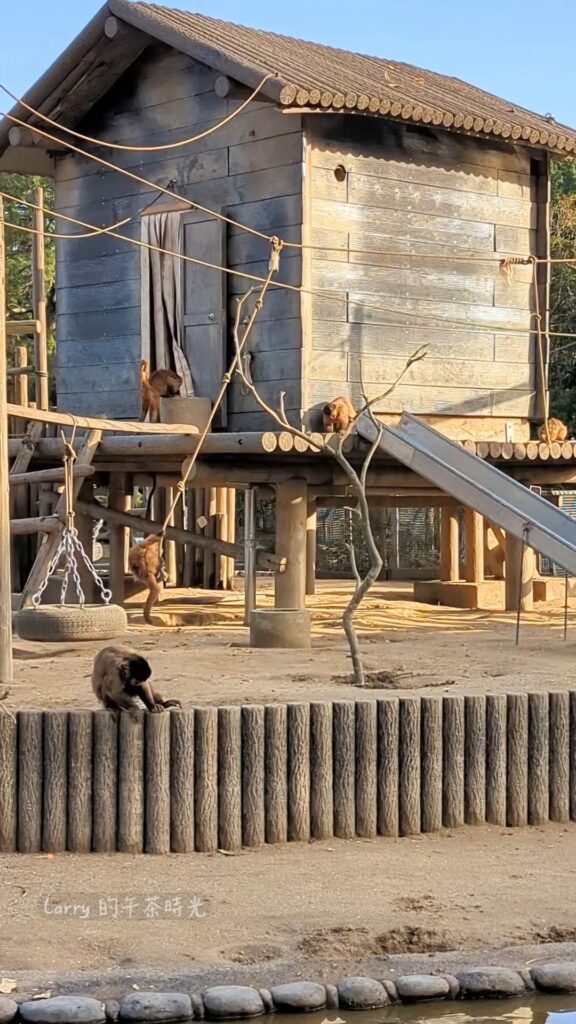 福岡海之中道海濱公園, 動物之森的捲尾猴的遊戲房舍