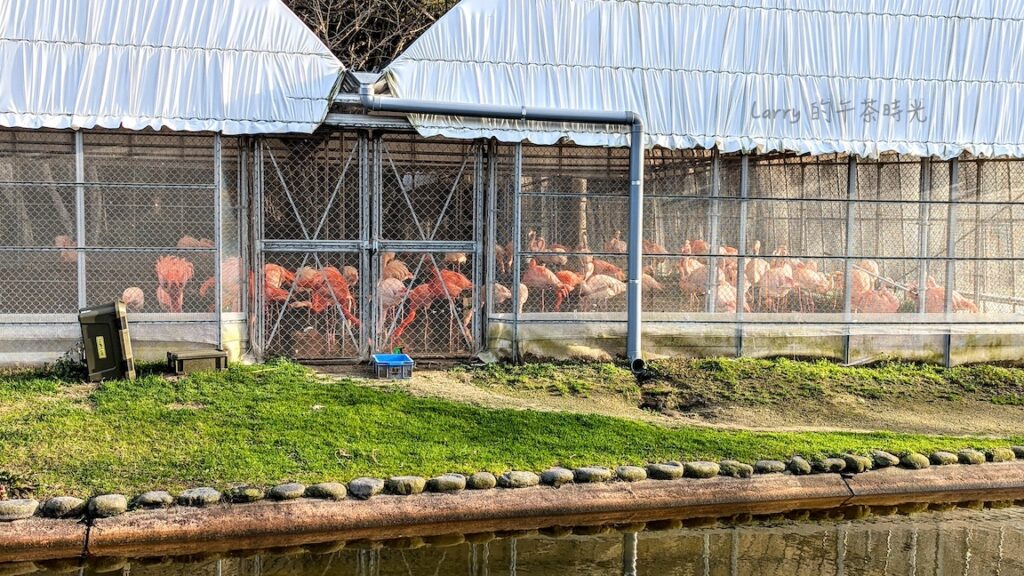 福岡海之中道海濱公園, 動物之森的紅鶴