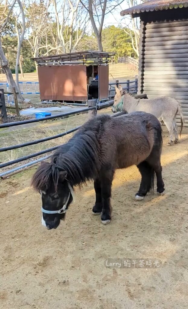 福岡海之中道海濱公園, 動物之森的馬