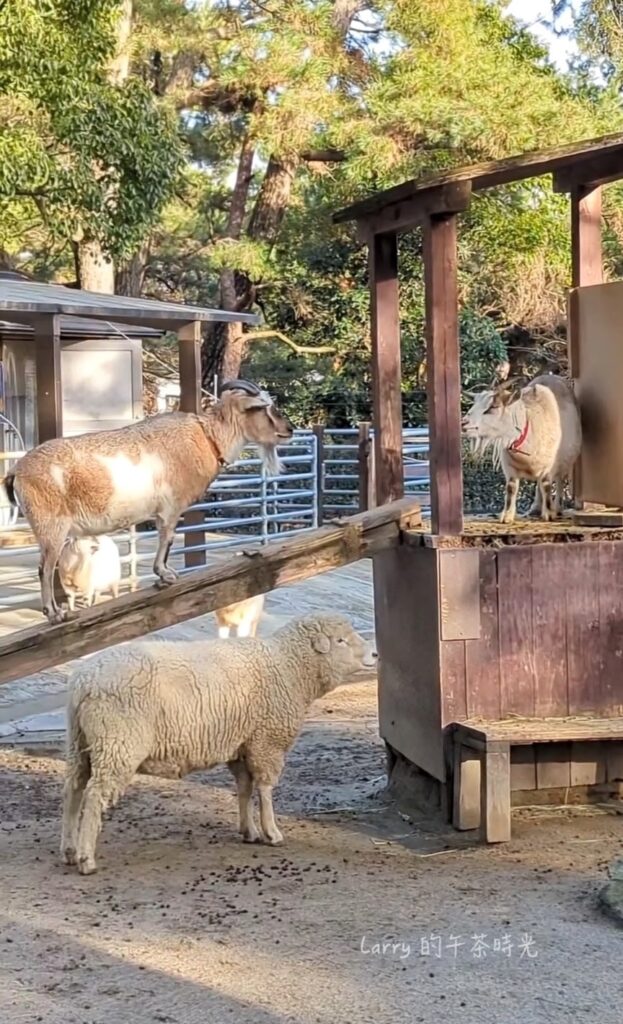 福岡海之中道海濱公園, 動物之森的羊