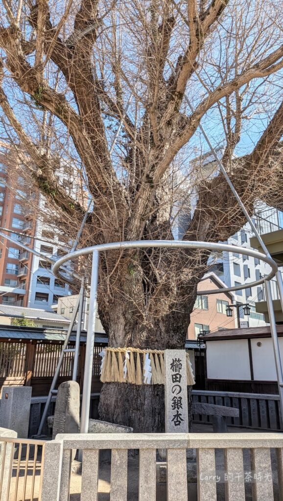 福岡櫛田神社的銀杏神樹