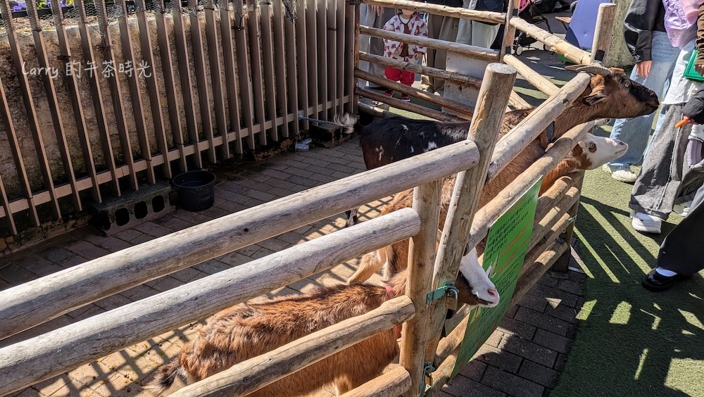 由布院「湯布院花卉村」園內有養山羊等動物，遊客可以買園方提供的飼料餵食